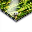 Single Wild Daisy in the Scottish Highlands  Acrylic print