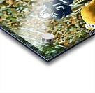 1967 west virginia football art Acrylic print
