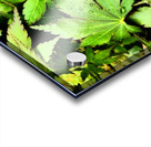 Artistic Autumnal Acer Leaves  Acrylic print