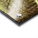 Forest Wonderland in the Scottish Highlands Acrylic print