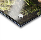 Scottish Highlands Woodland Wish   Acrylic print