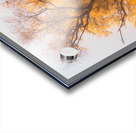 Yellow Autumn Acrylic print