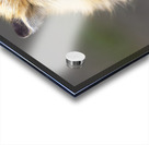 Sly Glance Acrylic print