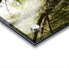 Scottish Highlands Forest Scene  Acrylic print