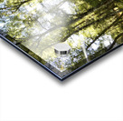 Scottish Highlands Birch Tree View Acrylic print