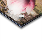 Jane Magnolias Wide Closeup Acrylic print