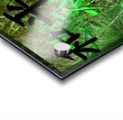 Panda bear Acrylic print