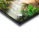 Wildcreek Cove Stairs Acrylic print