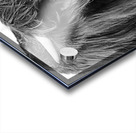 Young Highland Cow Portrait Black And White Acrylic print