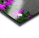 Sphinx Moth Acrylic print