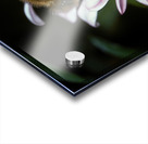 Honey Bee on Aster by Gene Killion 1980  Acrylic print