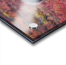 Denali Bear in Red Heather Acrylic print