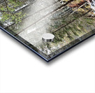 Scenes from the Trail- Winter Nature Walk Acrylic print