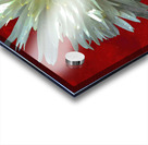 Abstract White Daisy Flower on an Abstract Background  Acrylic print