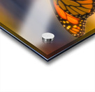 Monarch Soft Landing Zinnia Acrylic print