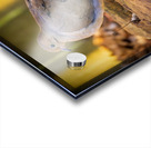 Mourning Dove on a Rock Acrylic print