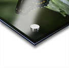 Red Spotted Purple Admiral Butterfly Acrylic print