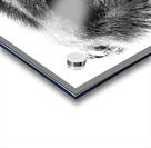 Gaze of Bahati B&W Acrylic print