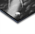 Rutting of the Elks B&W Acrylic print