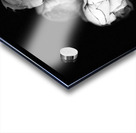 Portrait of Plants- Delicate Roses in Black and White Acrylic print