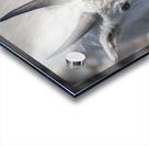 Majestic Close-Up: White Mountain Goat Portrait Acrylic print