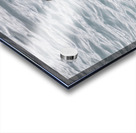 Sea Lion Mustaches: Whiskers of the Ocean Acrylic print