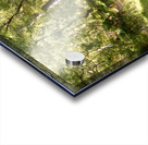 Summers  Golden Path Through the Scottish Highlands Acrylic print