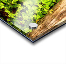 Scenes from the Trail-Natures Summer Wonders in the Scottish Highlands Acrylic print