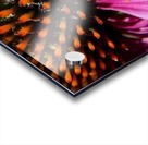 Purple Coneflower Acrylic print
