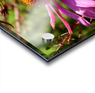 Impressionistic Summer Cone Flower  Acrylic print