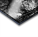 Winters Black and White Trees in the Scottish Highlands Acrylic print