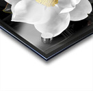 Magnolia Charm__Holt RezN888 Acrylic print