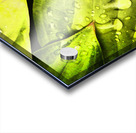  Impressionistic Hosta Leaves  Acrylic print