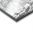 Some trees never give up Acrylic print