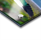 Ruddy Shelduck Acrylic print