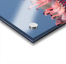 Lesser Flamingos 1 Acrylic print