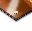 Greater Flamingos 2 Acrylic print