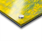 Strawberry Finch 6 Acrylic print