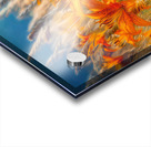 Harmless tiger lillies Acrylic print