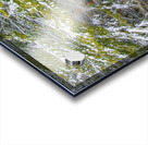 Cold Scotch Pines Acrylic print