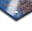 Cherry blossoms frame the facade of the Delaware City Hall in Oh Acrylic print