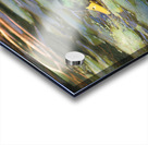 EATING GRASS IN PENNSYLVANIA POND Acrylic print