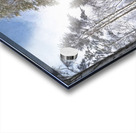 TALL PINES REACHING FOR THE SKY Acrylic print