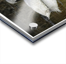 Swan Solitude Acrylic print