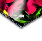 Abstract Lily Flower Close Up  Acrylic print