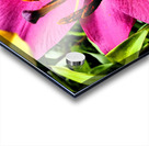 Vibrant Lily Acrylic print