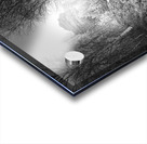 Scenes from the Trail- Forest Walk Through the Scottish Highlands Acrylic print