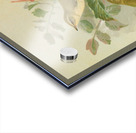 Phylloscopus viridanus. Nitidus. Borealis by Johann Friedrich Naumann [1780–1857] Acrylic print