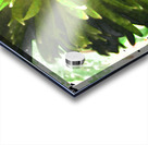 Abstract Vibrant Green Daisy Acrylic print