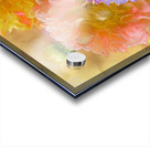 Dahlias Come in So Many Colours Acrylic print